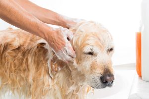 Pet being bathed